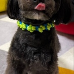 犬・首輪・パラコード・小型犬・ハンドメイド・散歩グッツ・カラフル