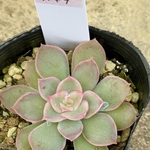 札落ち3149(6-15)♥️＊エケベリア＊多肉植物＊抜き苗