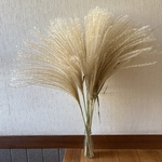 ススキ 穂大きめ ロング 60～70cm 12本 ＊ 茶花 山野草 ドライフラワー