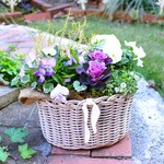 生きている植物・よく咲くすみれ！「ロマンティックな花かご」ライチ＆ミルクセーキ寄せ植え