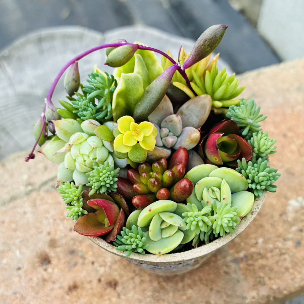 1点限り！火祭り紅葉祭り 多肉寄せ植え - TOMOKA GALLERY | minne