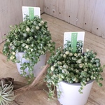 斑入り♡グリーンネックレス♡多肉植物♡