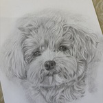 鉛筆画　キャンペーン価格　9月末まで