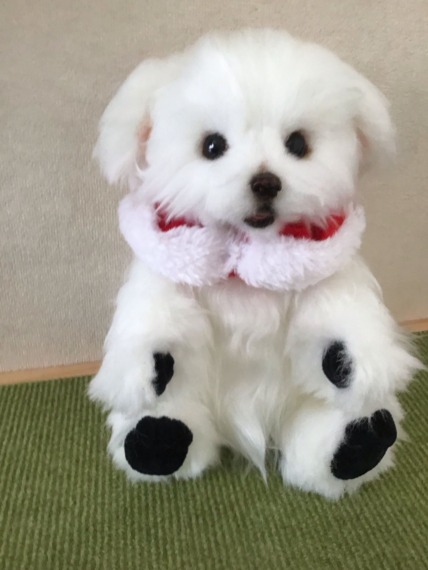 ぬいぐるみ、マルチーズ、子犬、ハンドメイド、オリジナル、パピー オーダー品 マルチーズのぬいぐるみ♪ - PIYO-BEAR'S GALLERY | minne