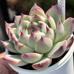 超レア品種！【現品】 ★チワワエンシス（旧タイプ） 多肉植物 自家繁殖 国産