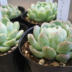 エケべリア⭐️ヒューミリスhyb⭐️エアーマジック産⭐️多肉植物⭐️インテリア