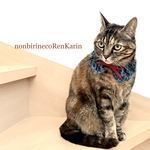 【サイズ調節可能】猫用首輪　ねこ用首輪　「猫くびわ　襟付き　ブルーの森」シュシュ首輪　シュシュくびわ　ねこ用くびわゴム　布幅約2cm 