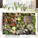 元気な苗。詰め詰め　多肉植物　カット苗　セット　色どりいろいろ　詰め合わせ　お育てしてみてください多肉セダムボックス