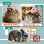 【予約販売】うさぎ用🐰巳さん帽子🐍