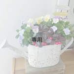 misaru028様専用✴︎3色ビオラの寄せ植え、リトルベイビーの鉢植え(ピック付き)