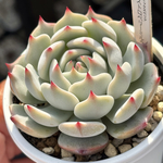 レア品種！【現品】 ★ストロベリーミルククラウン 多肉植物 自家繁殖 国産