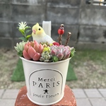 ★送料無料★♡そのまま飾れる♡ブリキ缶♬オカメインコちゃんの可愛い多肉植物寄せ植え╰(*´︶`*)╯♡