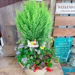 現品♡クレスト【ビオラ入りクリスマス寄せ植え】ステキなガーデニング♡ベージュ系器！クリスマスピックつき！