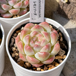 新入荷 多肉植物 エケベリア レモンソーダ 超美苗 レア種