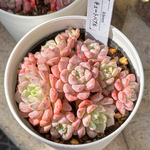 新入荷 多肉植物 エケベリア キュートバブル 超美苗 レア種