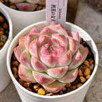 新入荷 多肉植物 エケベリア 桃薫の女王 超美苗 レア種