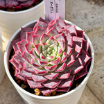 新入荷 多肉植物 エケベリア オーガズム 超美苗 レア種