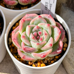 新入荷 多肉植物 エケベリア 白玉団子 超美苗 レア種