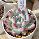新入荷 多肉植物 エケベリア コロラータ 超美苗 レア種