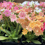 レウィシア♡２個セット♡パステル調♡ガーデニング♡多肉植物
