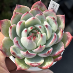 人気品種！【現品】 ★桃太郎 多肉植物 自家繁殖 国産