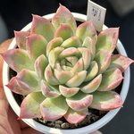 レア品種！【現品】 ★桜子 多肉植物 自家繁殖 国産