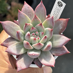オリジナル交配！【現品】 ★コロラータアテマハック×リンゼアナ 多肉植物 エケベリア交配 自家受粉 実生
