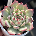 超レア品種！【現品】 ★チワワエンシス（旧タイプ） 多肉植物 自家繁殖 国産