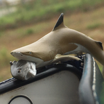 こんな所にジョーズ