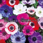 blackcat1112様専用ページ