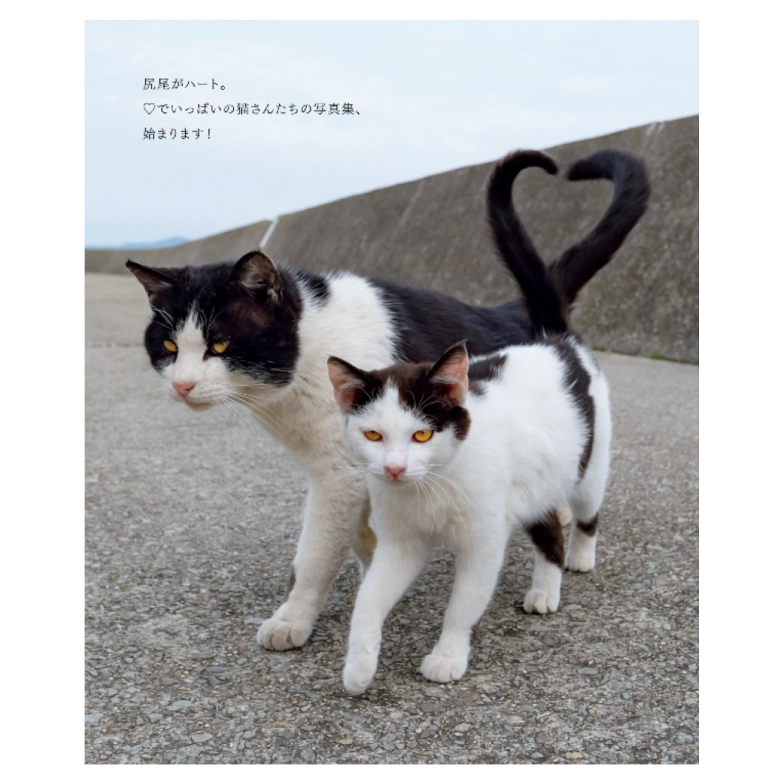 写真集 島にゃんこ＆キス猫＆ごきげんな猫サイン本セット Photobook 3