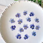 小さなビオラの押し花《パープルブルー》