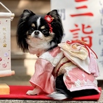 わんこの髪飾り🐩梅の花🌸着物 和装＊お正月 ひな祭り 七五三　ヘアアクセサリー
