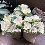 ベイビーチュール♡葉牡丹♡セッション植え♡寄せ植えに
