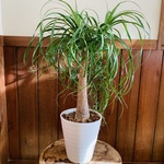 トックリラン　ポニーテール　6号　セラアート鉢　受け皿付き　観葉植物　引っ越し　インテリア