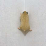 壁を登るキンクマさん
