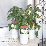 🌷鉢花 冬咲き クレマチス アンスンエンシス 6号(18cm) ウィンターベル つる性 ホワイト 華やか 人気 プレゼント