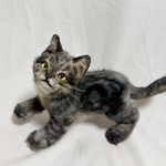 【全身可動】ちびねこ(アメショ黒系ブラウンタビー)