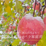 無袋ふじ 家庭用 5kg山形県朝日町～西五百川より〜