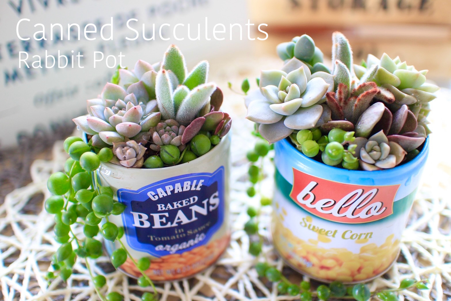 ★多肉植物　寄せ植え〜手作り　木製手押しカート　中　ピンク〜★ ☆多肉植物 寄せ植え〜手作り 木製手押しカート 中 ピンク〜 多肉