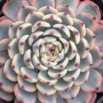 ホワイトミニマ錦＊土つき苗・多肉植物