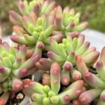 乙女心3ヶセット＊土つき苗・多肉植物