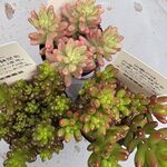 つぶつぶ多肉3ヶセット＊土つき苗・多肉植物