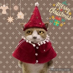 no.395 プレゼント仕様の猫さん