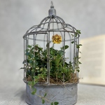 アンティーク風ケージの寄せ植え♡⃛ビオラ キャンディウェーブ