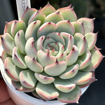 レア品種！【現品】 ★ラズベリーメモリーズ 多肉植物 自家繁殖 国産
