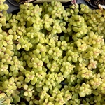 ブロウメアナ　クラッスラ　多肉植物