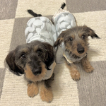 【犬服セミオーダー】パピー犬服小型犬服ロング犬服 あたたかみずいろドットニット犬服冬服