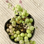 これからどんどん増えます!!エンジェルディアーズ錦＊レア品種＊多肉植物＊抜き苗