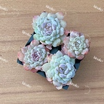 【レア品種】☆シュガーフロスト☆多肉植物4苗セット 土・根付き